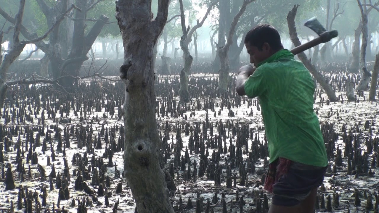 Sundarban Tourism