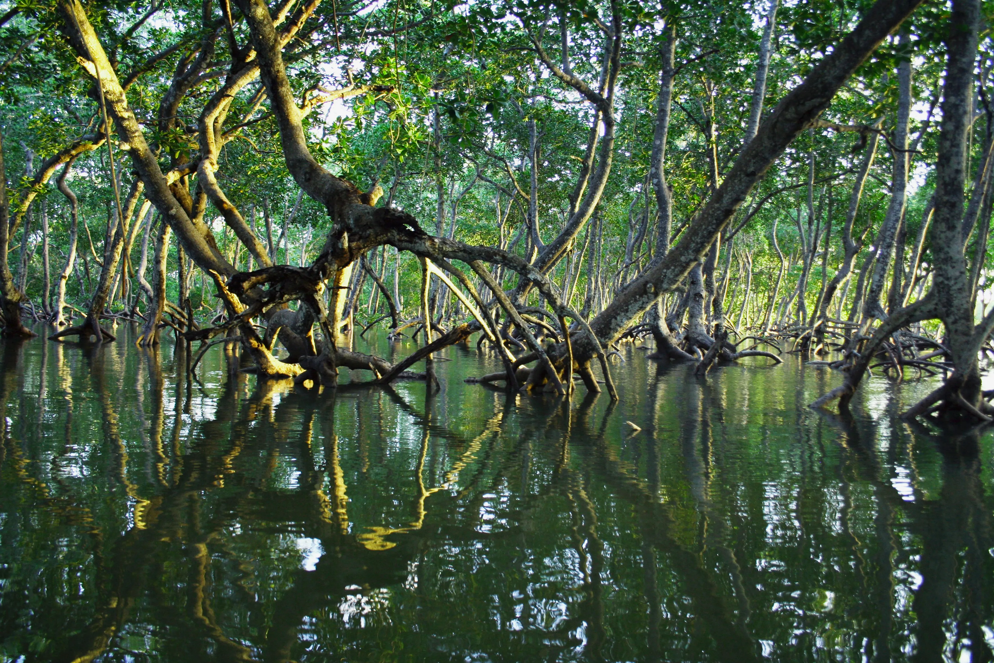 Sundarban Tourism
