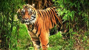 Sundarban Tourism