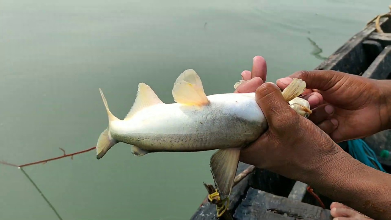 Sundarban Tourism
