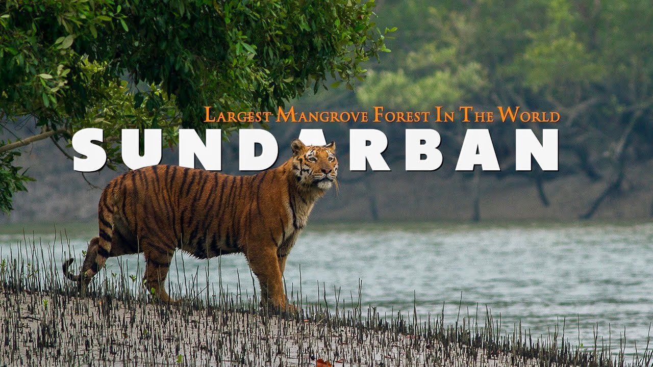 Sundarban Tourism