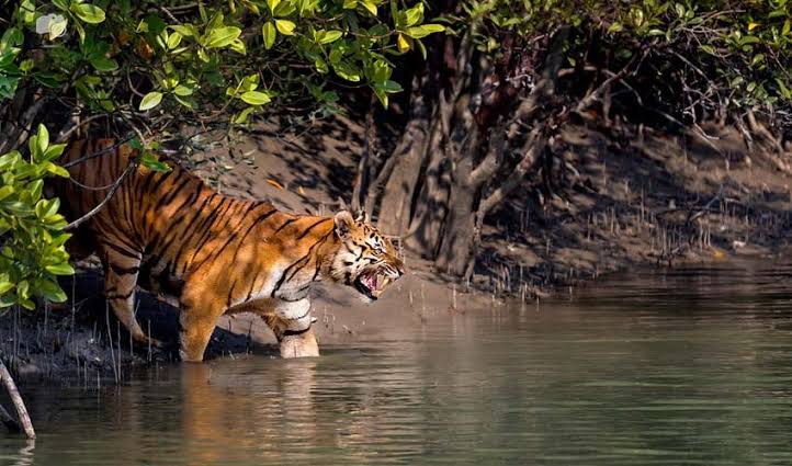 Sundarban Tourism