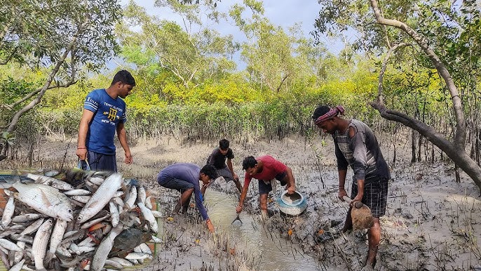Sundarban Tourism