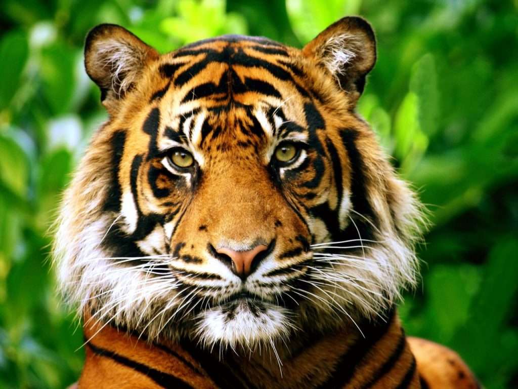 tiger conservation in india