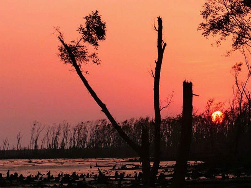 largest mangrove forest