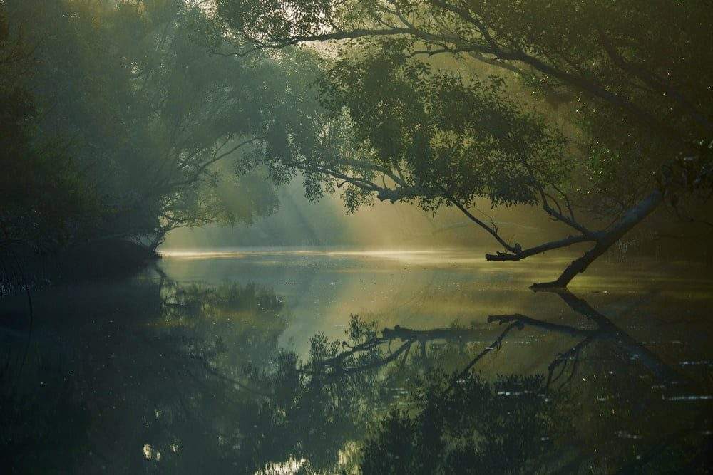 Sundarban Mangrove Forest