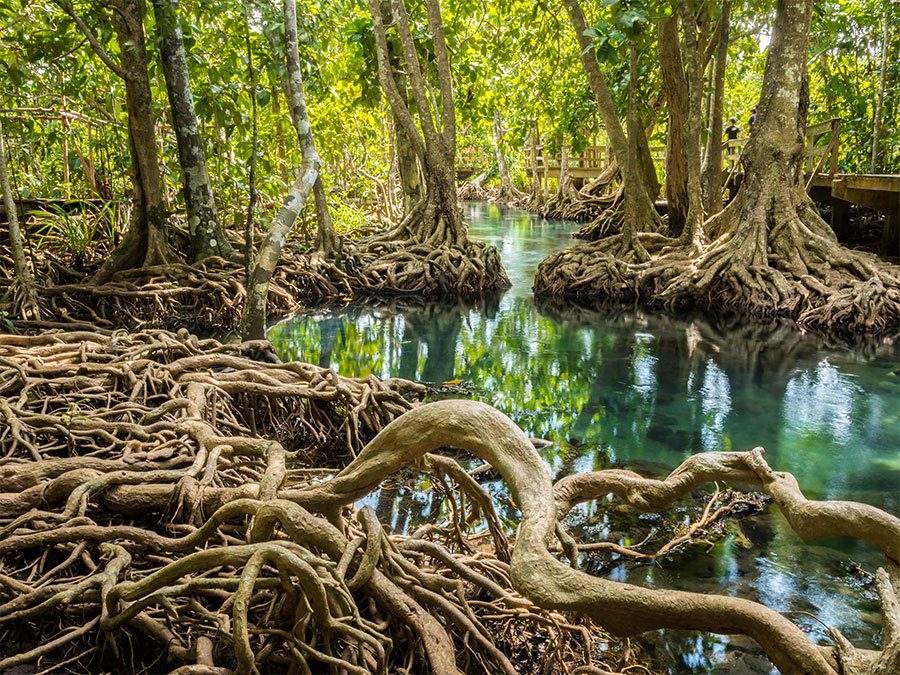 Sundarban Tourism