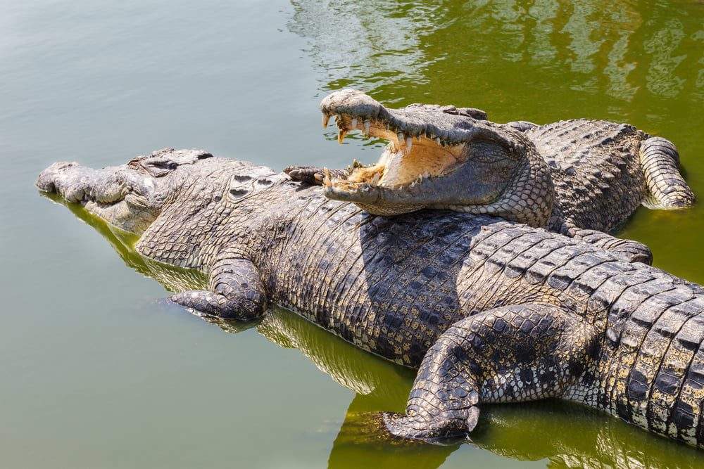 Facts about crocodiles