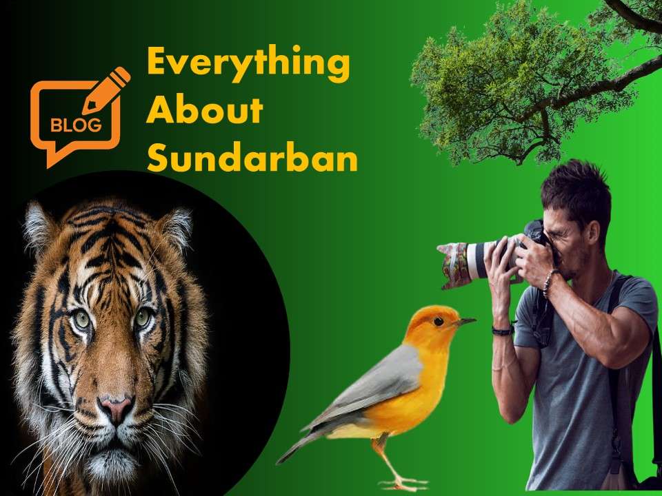 Everything About Sundarban