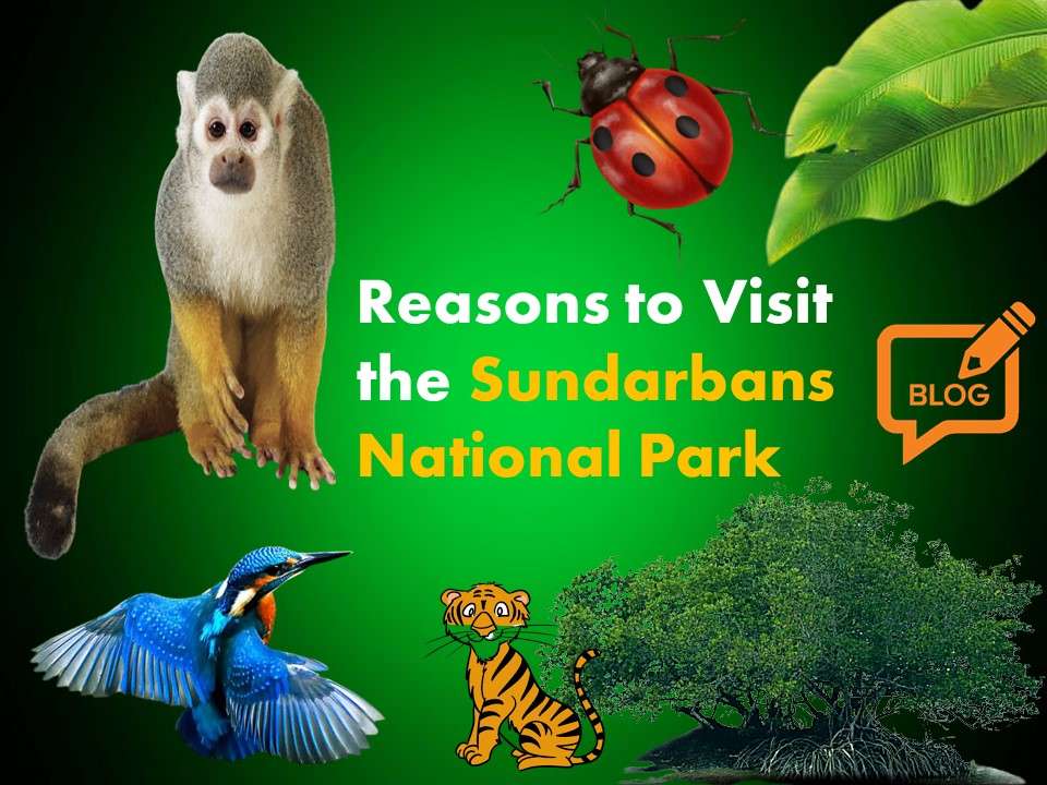 Reasons to Visit the Sundarbans National Park