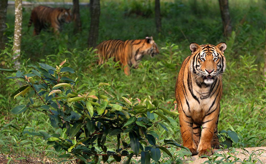 Sundarban Best Tourist Destination