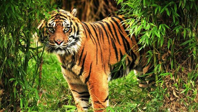 Why You Should Join A Photography Tour In Sundarban