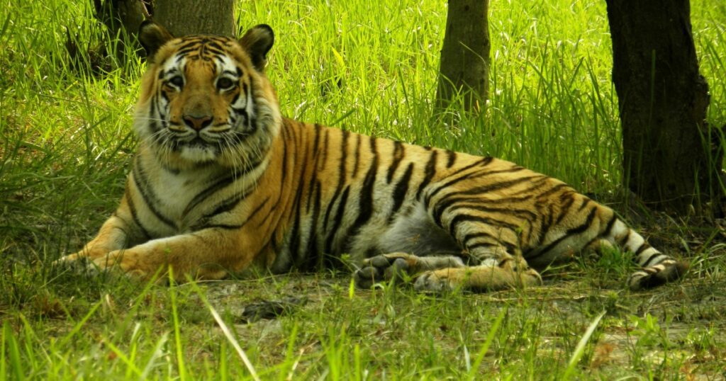 Sundarban is UNESCO protected