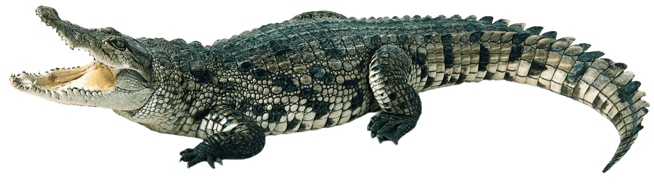 Sundarban Crocodile