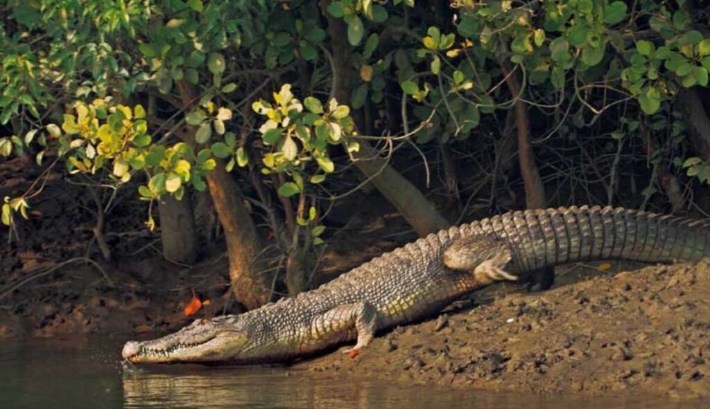 5 Reasons For Kids Tour To Sundarban