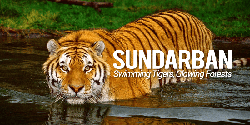 Why Sundarban Tour Is So Important