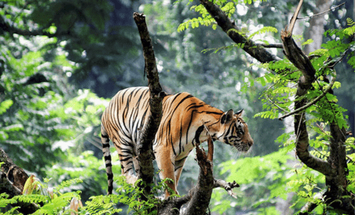 tour For Friends To Sundarban