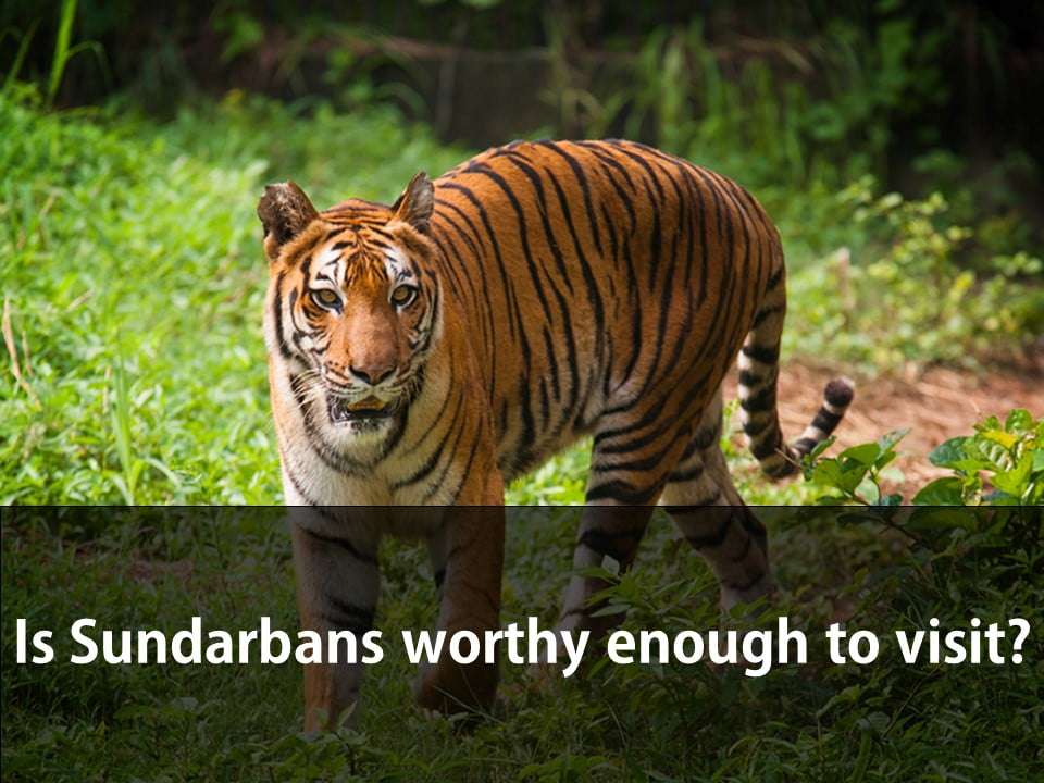 Is Sundarbans worthy enough to visit