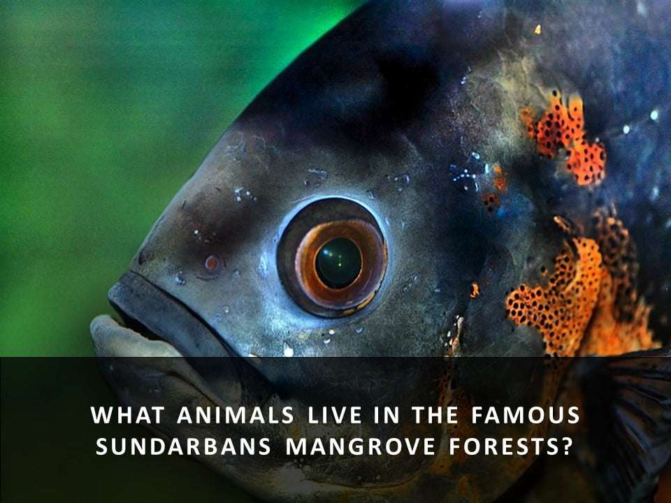 What animals live in the famous Sundarbans mangrove forests