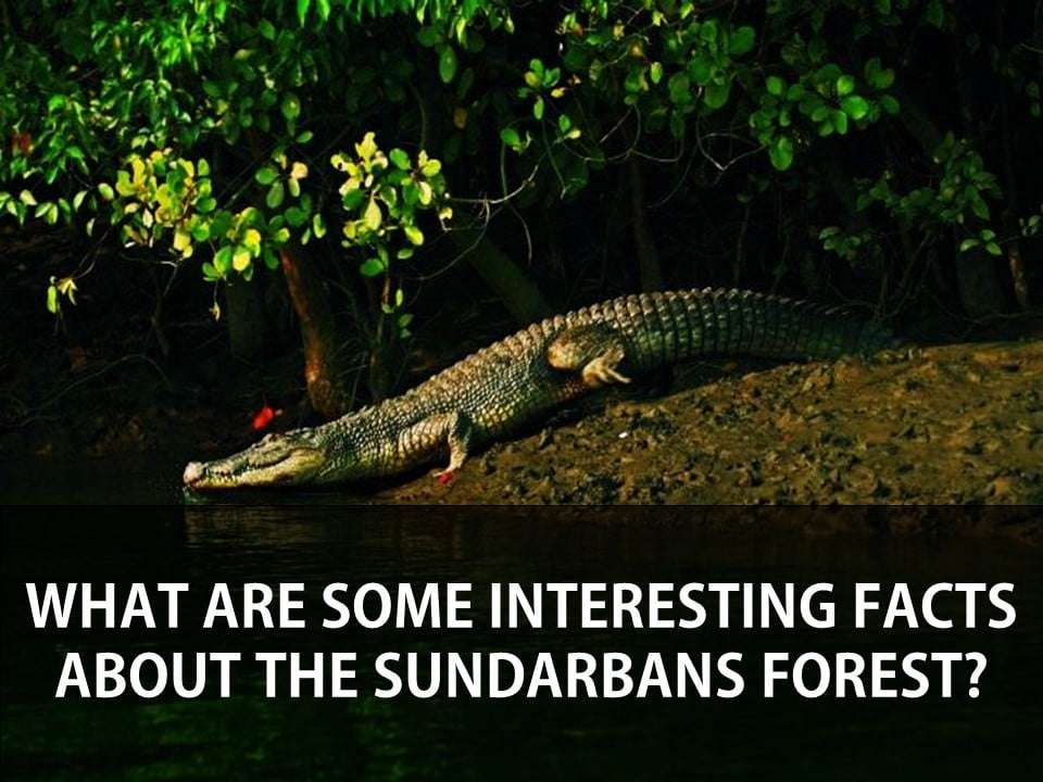 WHAT ARE SOME INTERESTING FACTS ABOUT THE SUNDARBANS FOREST