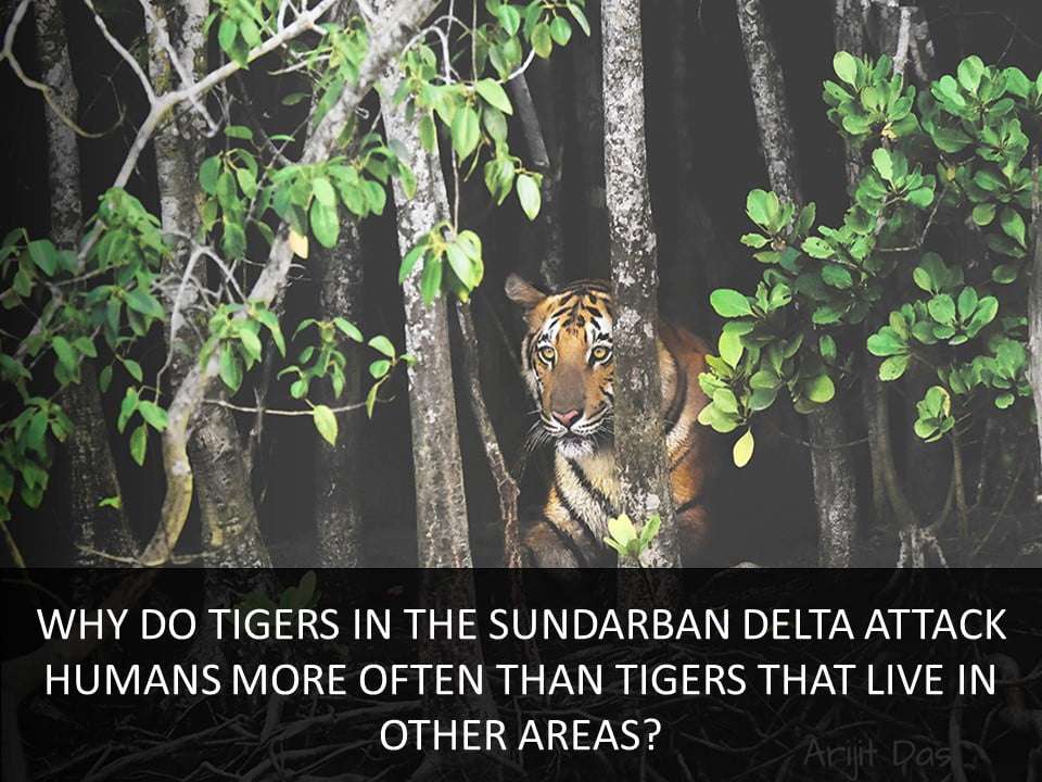 tigers in the Sundarban delta