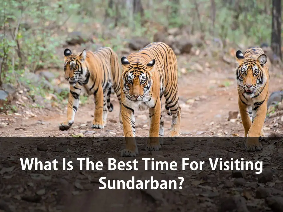 What is the best time for visiting Sundarban?