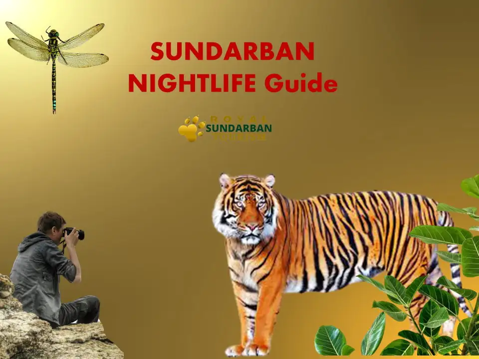 Sundarban NIGHTLIFE Guide