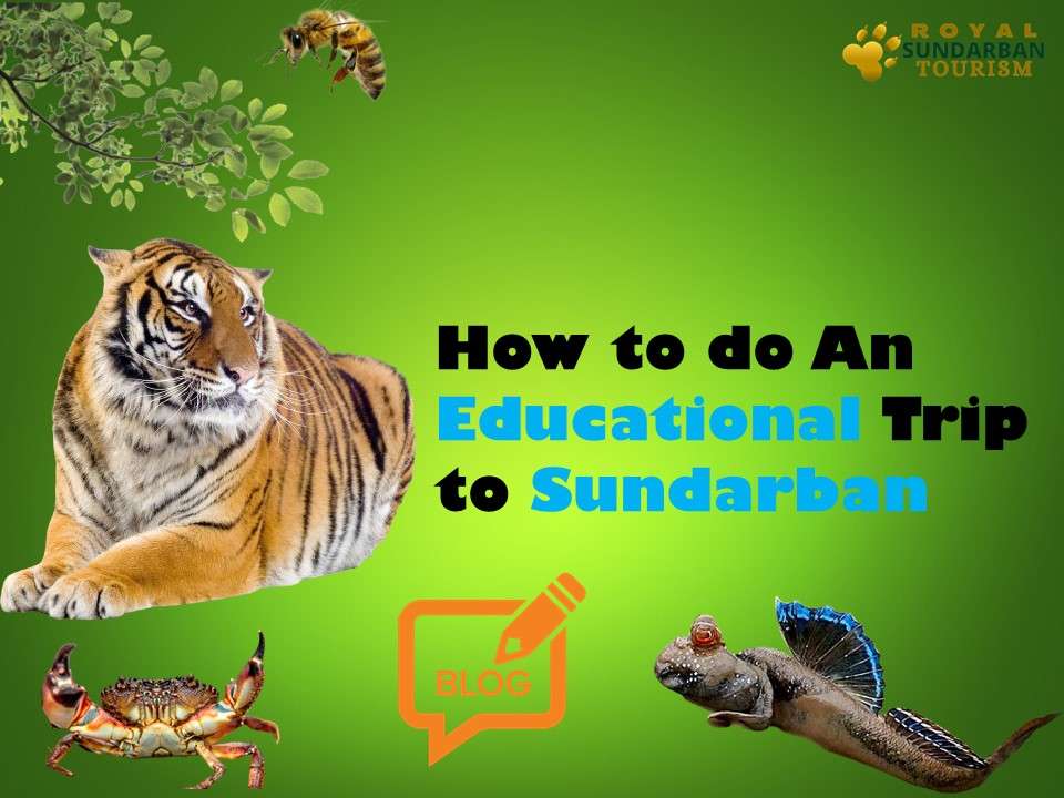 How to do An Educational Trip to Sundarban