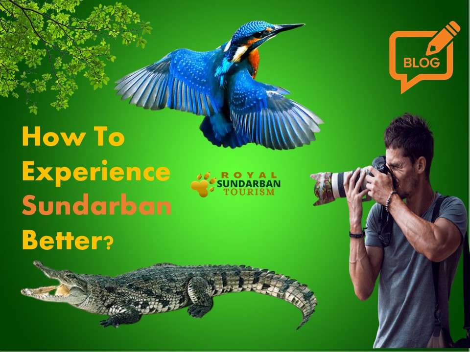 Experience Sundarban Better