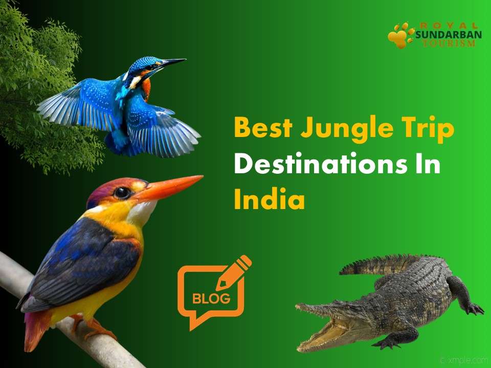 Jungle Trip Destinations In India