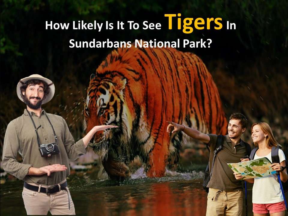 How likely is it to see tigers in Sundarbans National Park?