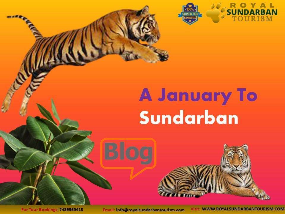 A January To Sundarban