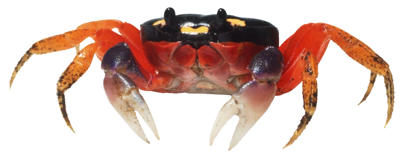 sundarban crab