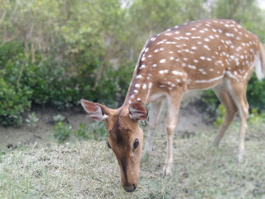 Sundarban Tourism