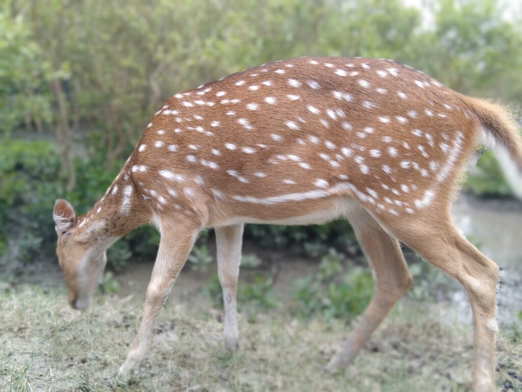 Sundarban Tourism