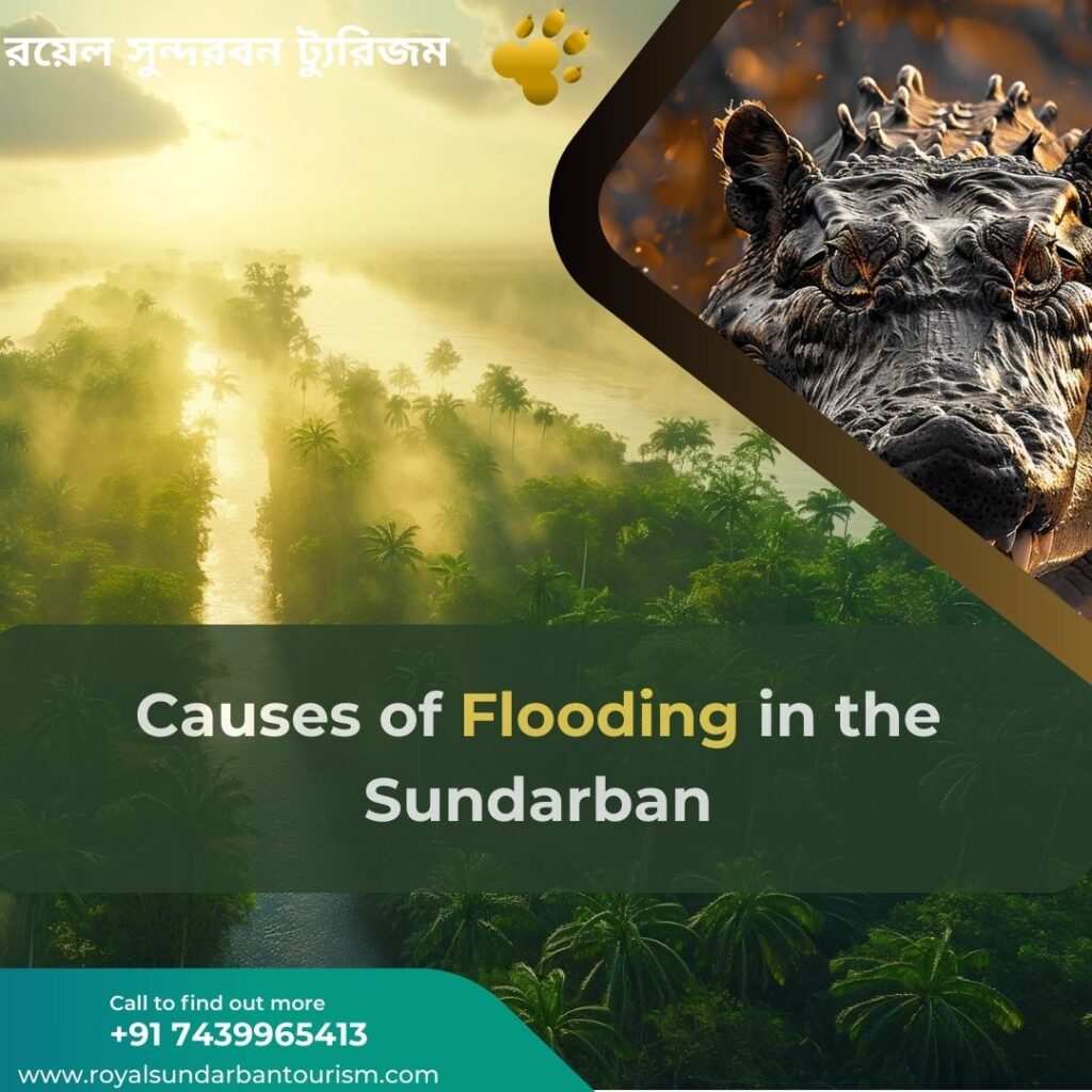 Understanding the Causes of Flooding in the Sundarban