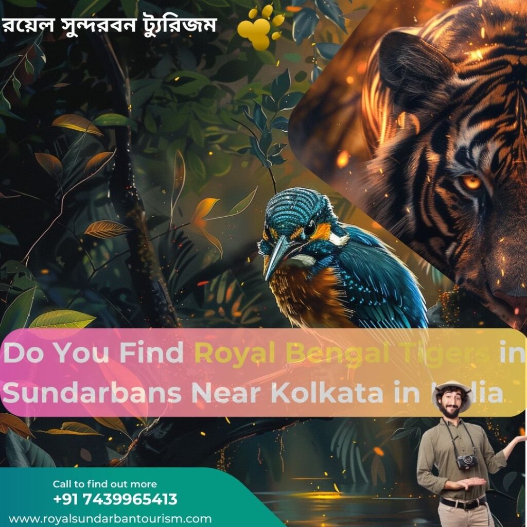 Do You Find Royal Bengal Tigers in Sundarbans Near Kolkata in India?