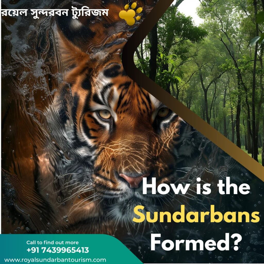 How is the Sundarbans Formed?