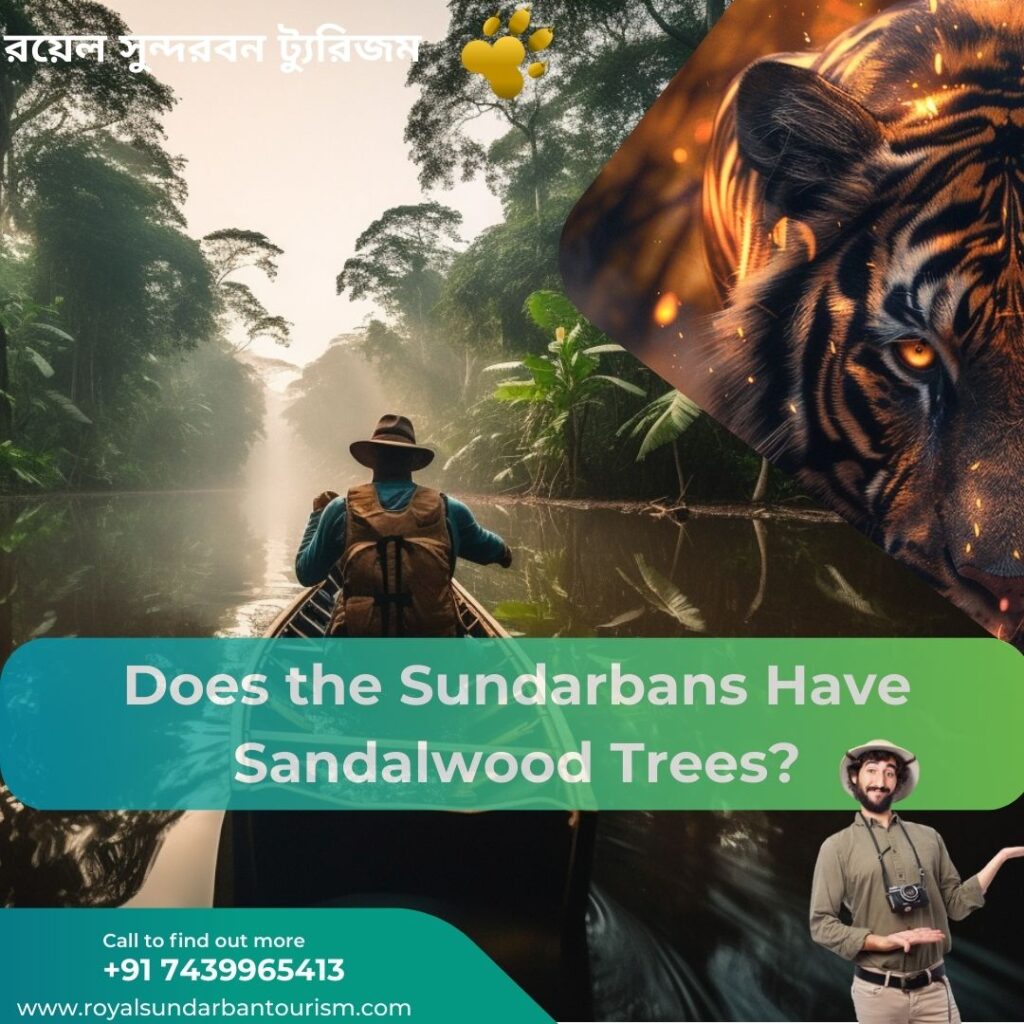 Does the Sundarbans Have Sandalwood Trees?