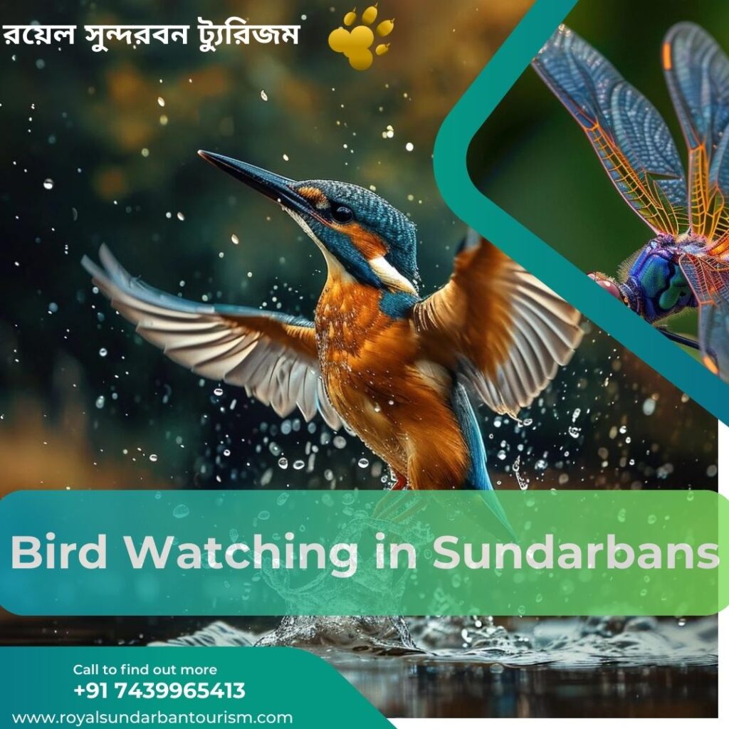 Bird Watching in Sundarbans: A Paradise for Avian Enthusiasts