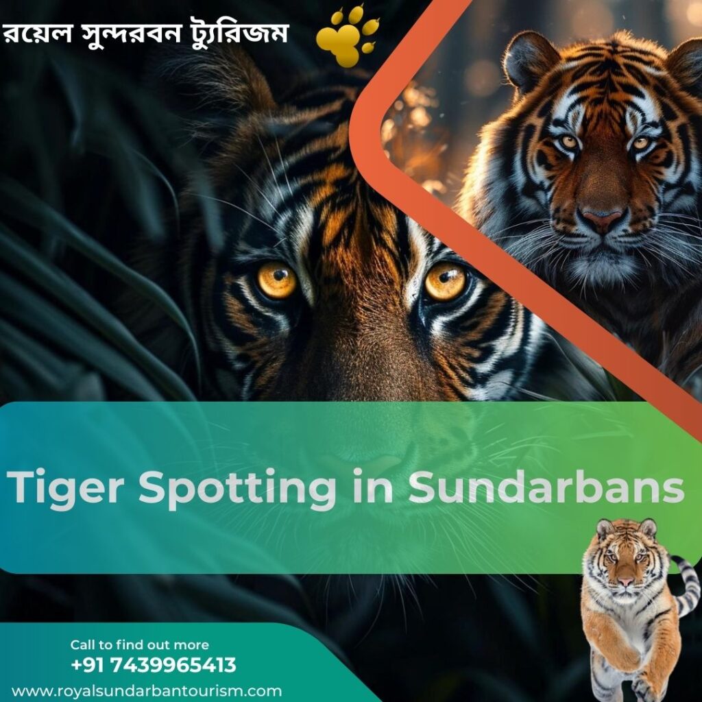 Tiger Spotting in Sundarbans: A Royal Experience with Royal Sundarban Tourism