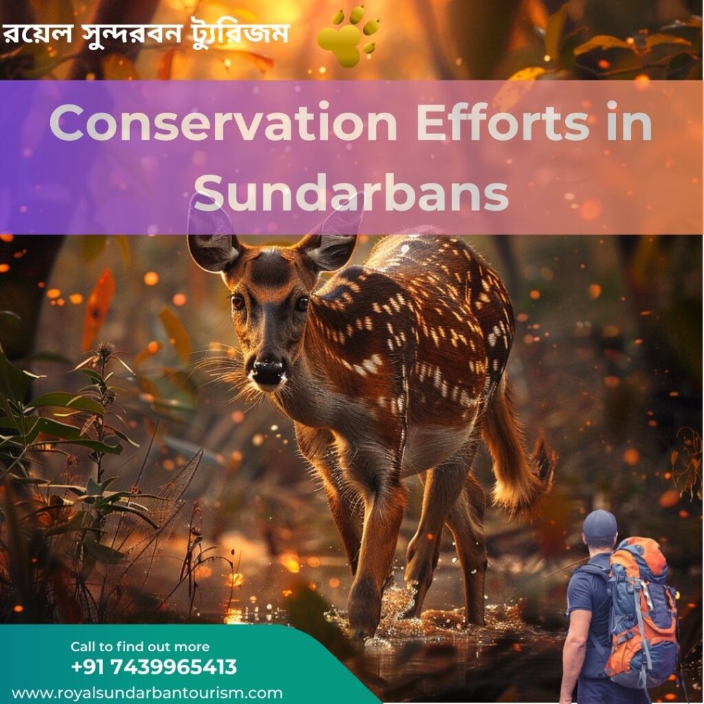 Conservation Efforts in Sundarbans