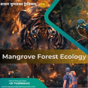 Mangrove Forest Ecology