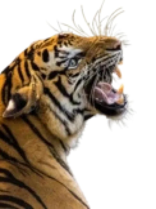 Sundarban-tiger-300x162
